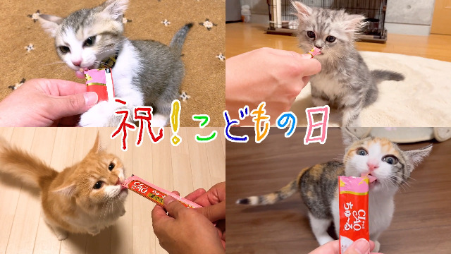 【CIAOちゅ〜る】1歳までの子猫用バラエティ80本【お買い得】【爆安】 Amazon.co.jp: チャオ (CIAO) 猫用おやつ ちゅ~る 1歳までの子猫